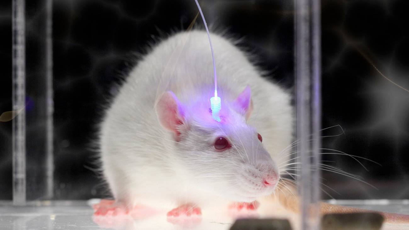 Estimulan con láser las neuronas implicadas en la memoria del miedo 