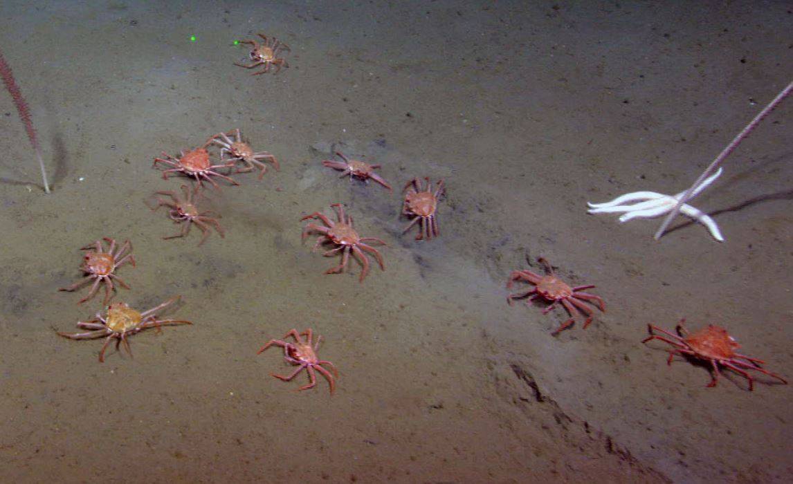 Estos cangrejos se alimentan en las fugas de metano del fondo marino