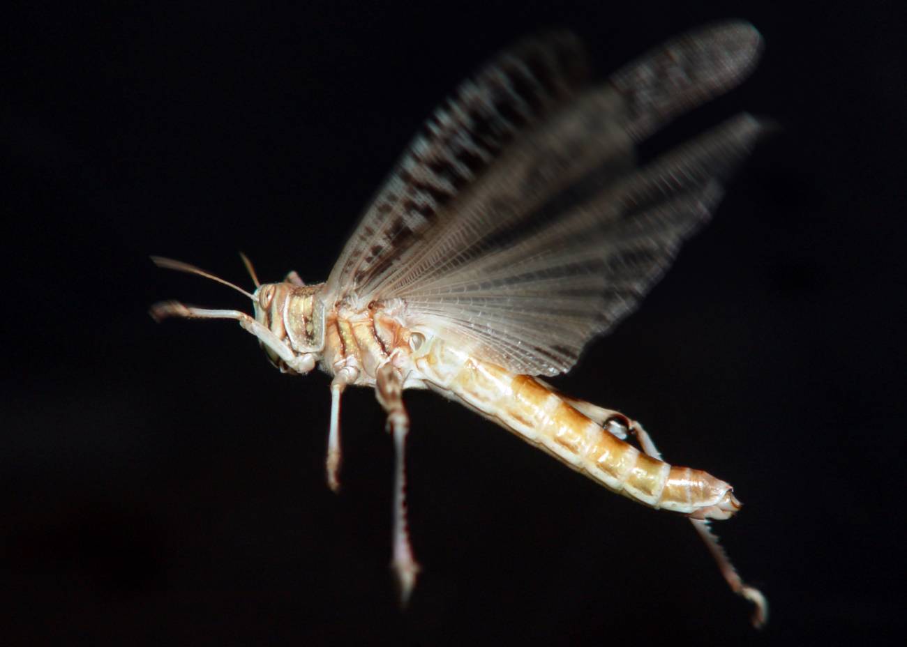 Langosta del desierto (Scchitocerca gregaria)
