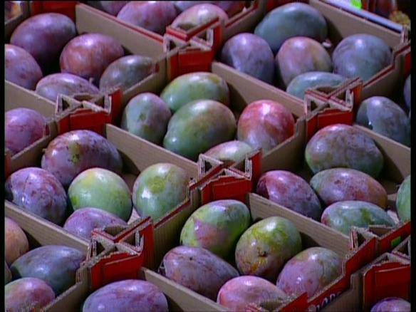 Mangos cultivados en la Estación Experimental La Mayora, Málaga