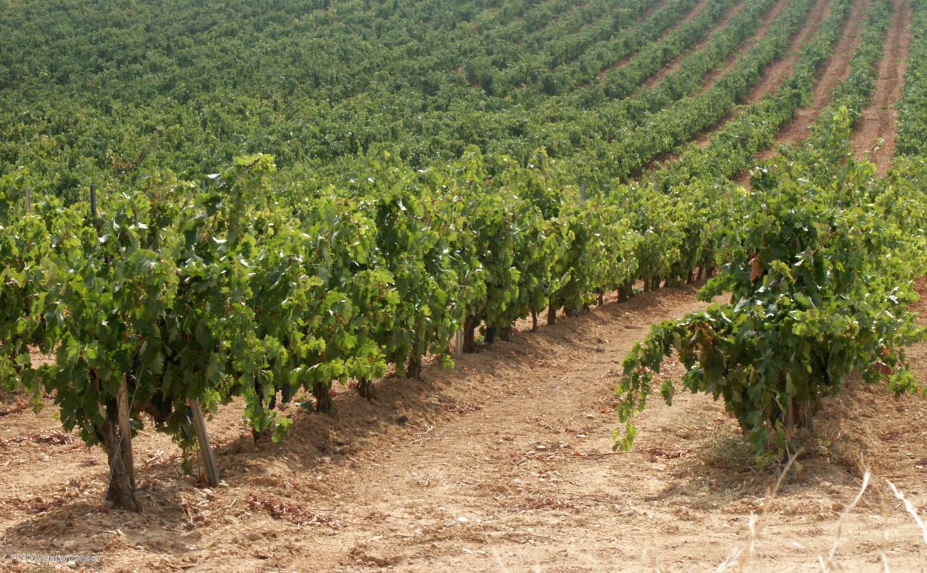 Estudian productos orgánicos para mejorar suelos de viñedo