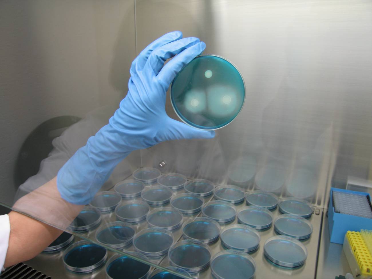 Evaluan el problema de la salmonelosis porcina 