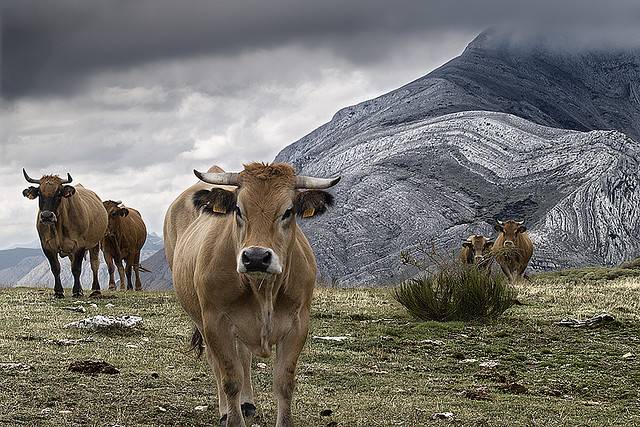 Evalúan la diversidad genética de los animales domésticos con marcadores moleculares