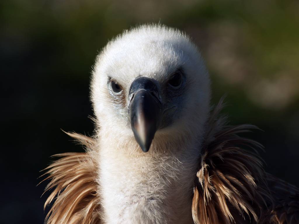 Evalúan por primera vez el impacto de los parques eólicos de Europa y EE UU en las aves