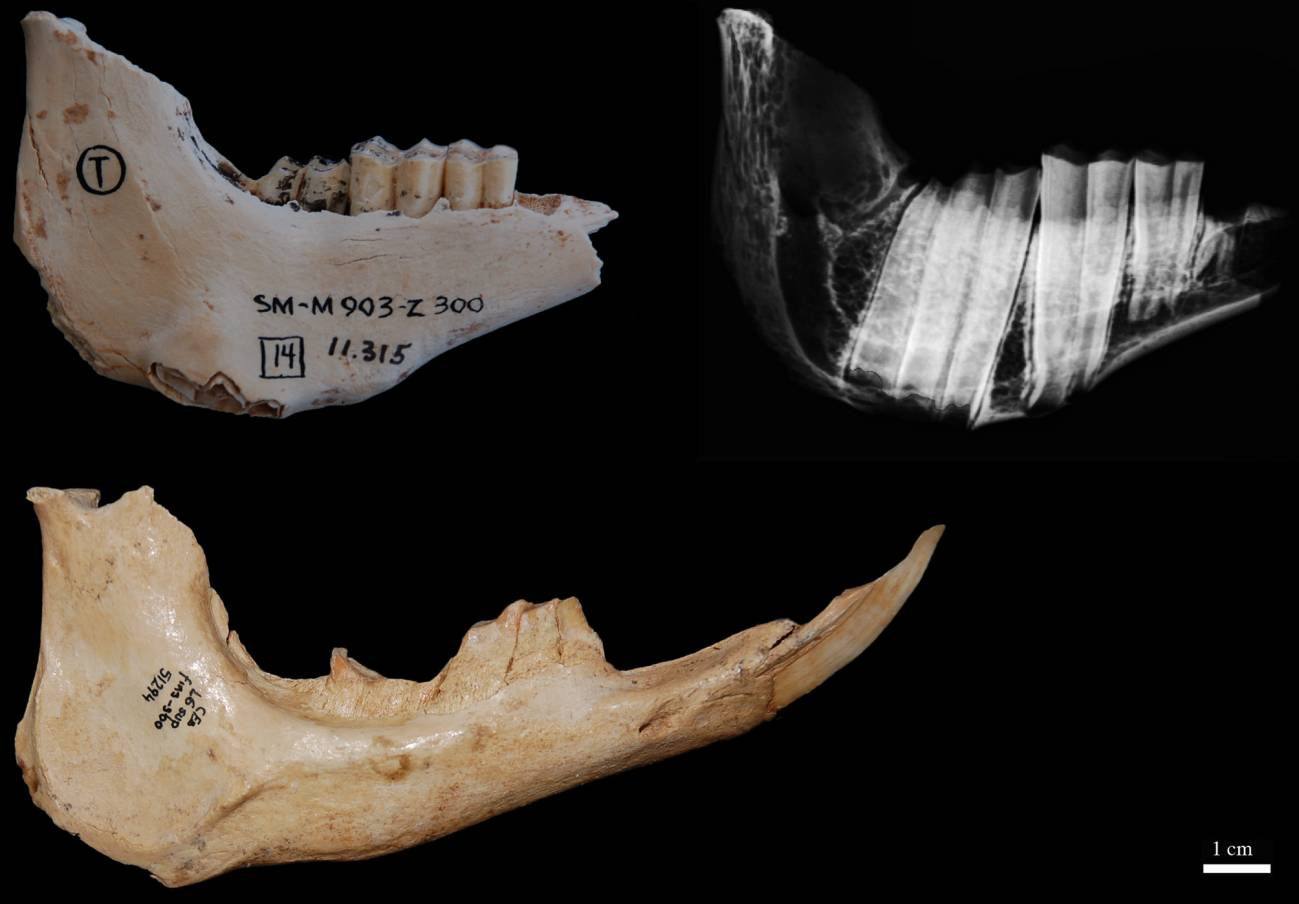 Mandíbulas de Myotragus