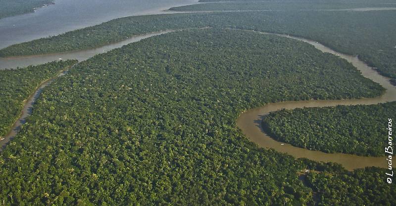 Explican por qué en los ecosistemas complejos coexisten muchas especies similares