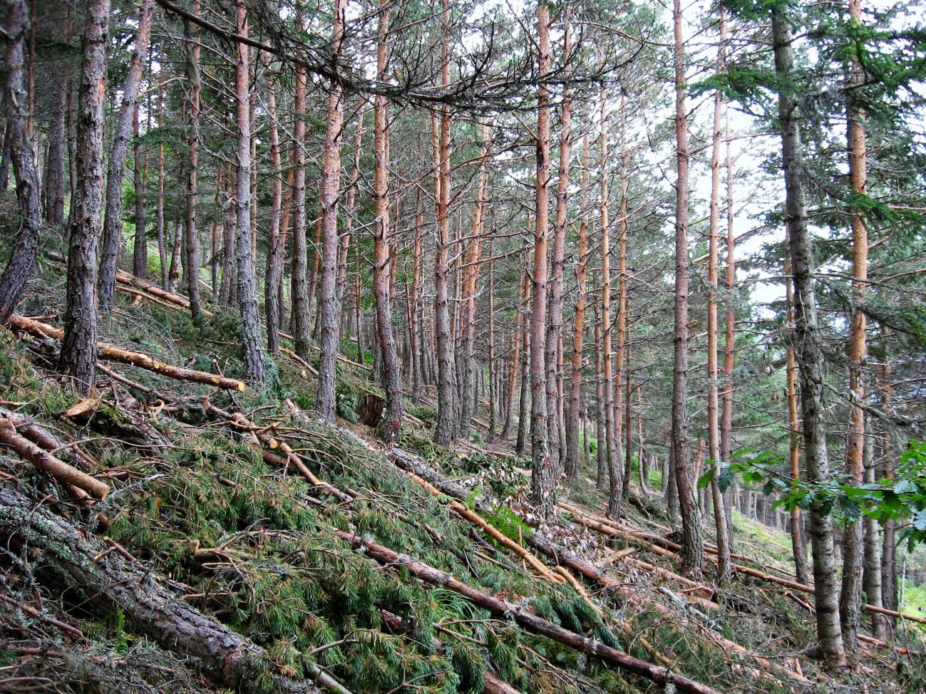 Extraer biomasa para prevenir incendios forestales