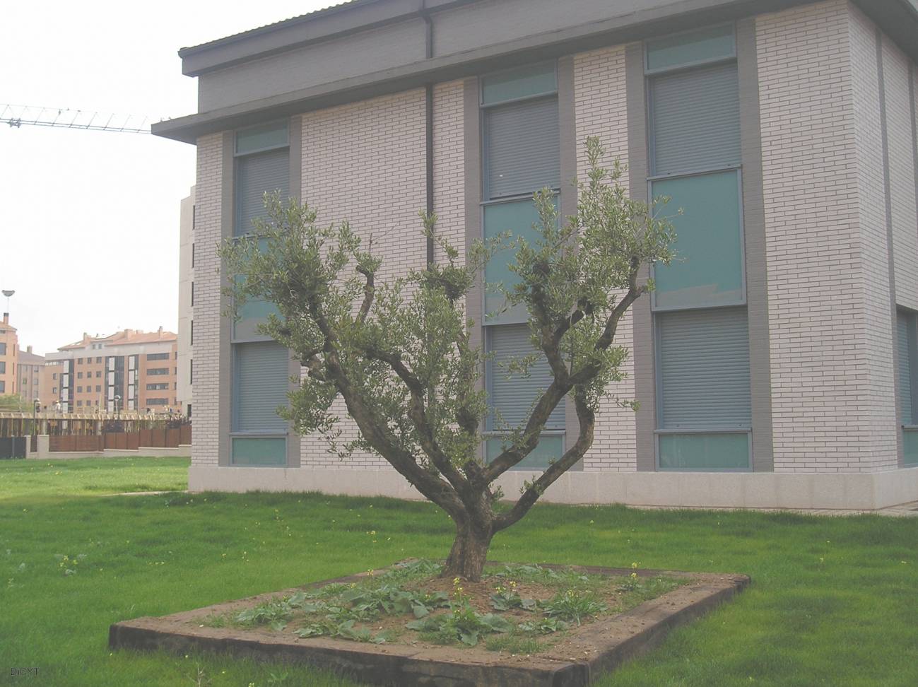 Casa del Olivo en Burgos.