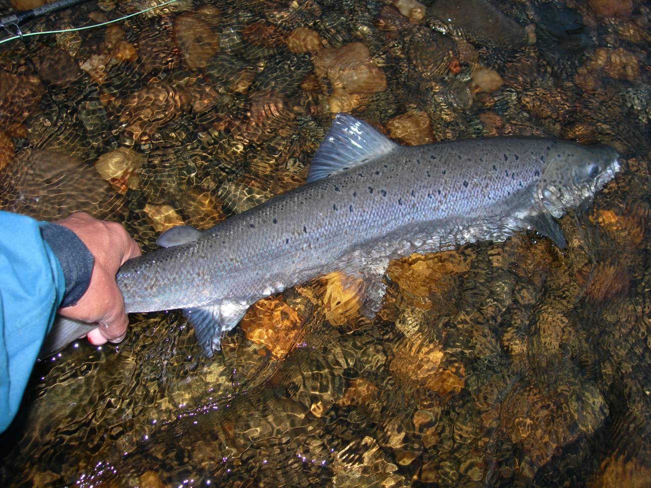 Salmón en un río / Foto de Juan Delibes