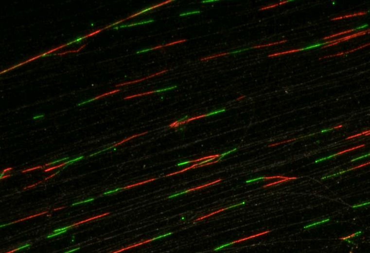 Fibras de ADN en proceso de replicación