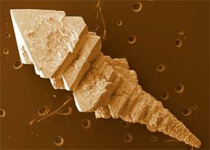 "Del desorden al orden" de Ramón Fernández-Ruiz. PREMIO ACCÉSIT CATEGORÍA MICRO FOTCIENCIA8