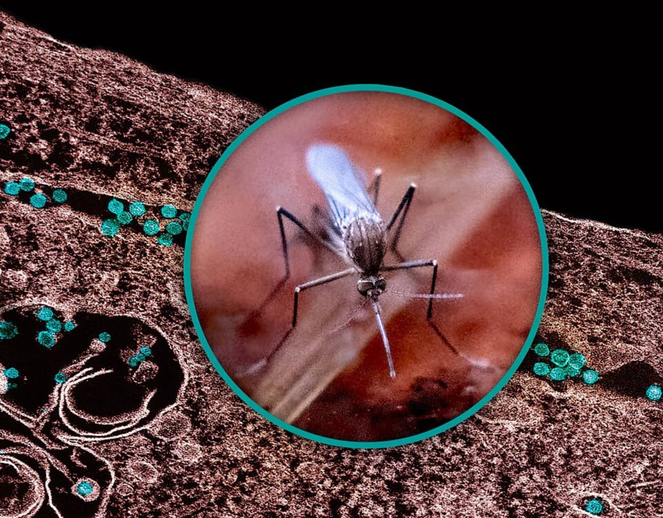 Fenómenos extremos como la sequía favorecen la transmisión del virus del Nilo Occidental