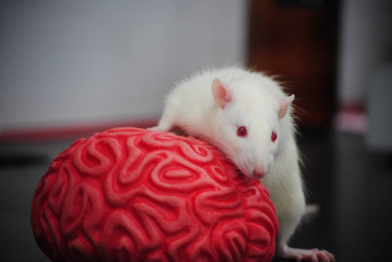 Feromonas sexuales y drogas activan de forma similar los circuitos cerebrales de recompensa en ratas 