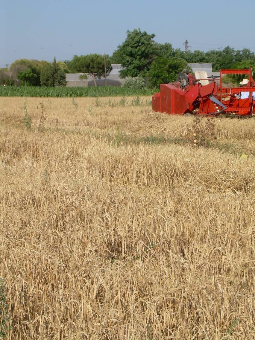 Fertilizantes orgánicos contra el cambio climático