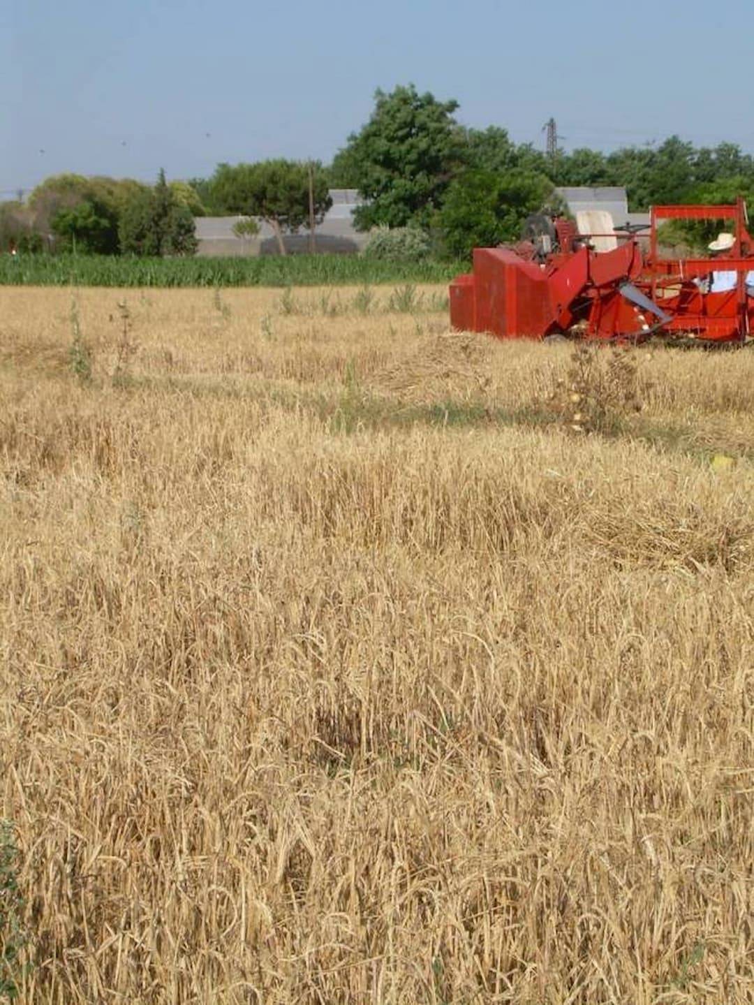 Imagen de la cosecha de la cebada