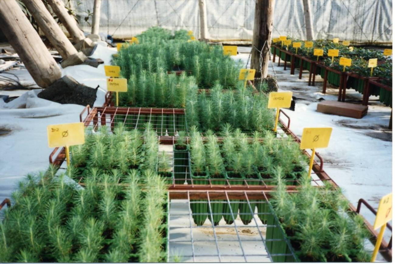 Fertilizar las plantas forestales mejora su resistencia y su capacidad de arraigo