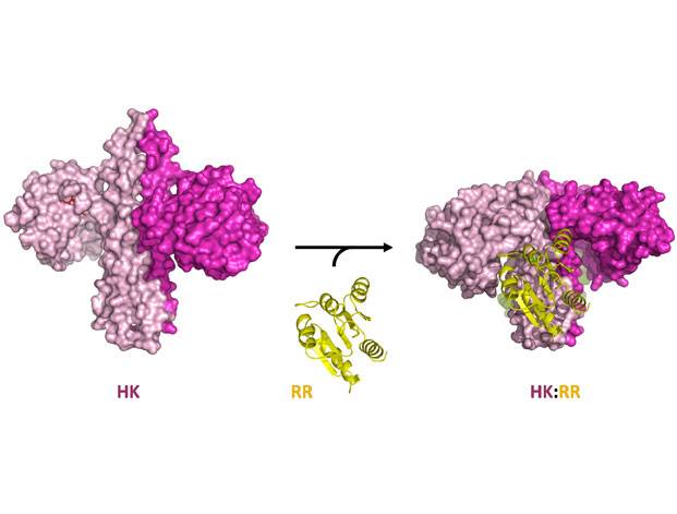 Fotografían el proceso que usan las bacterias para recibir información del exterior