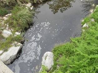 En los tramos más contaminados, no se detecta especie alguna de pez. Foto: Narcís Prat, UB