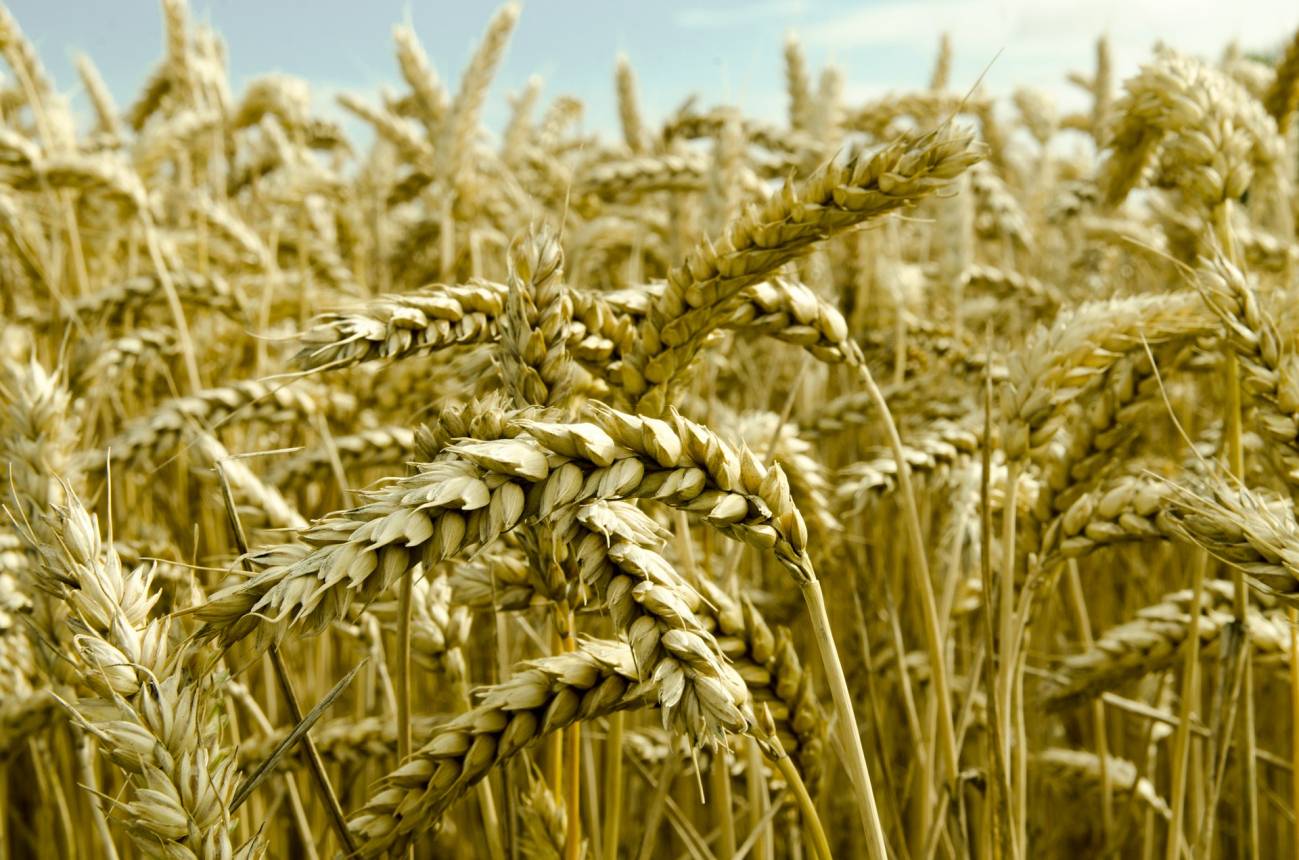 Espigas de trigo