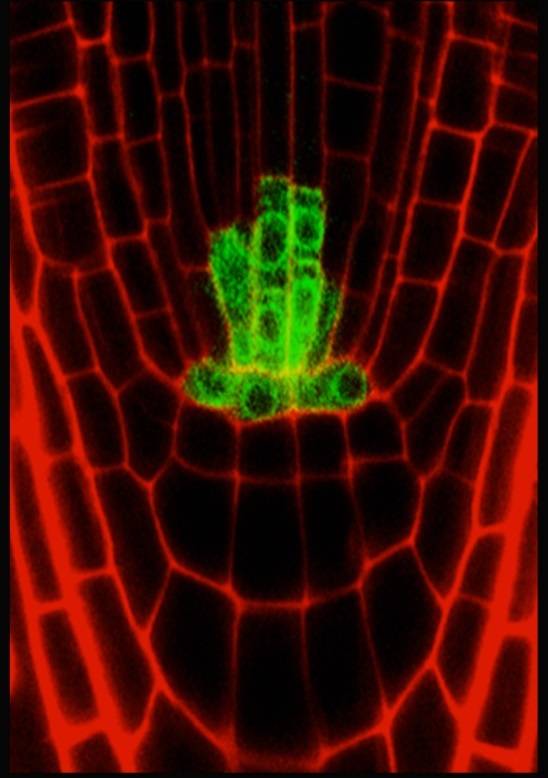 Hallada en plantas una molécula que bloquea la proliferación celular impulsada por esteroides