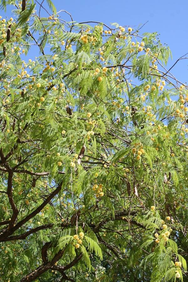  Hallada en Sevilla una especie de acacia desconocida hasta ahora en España