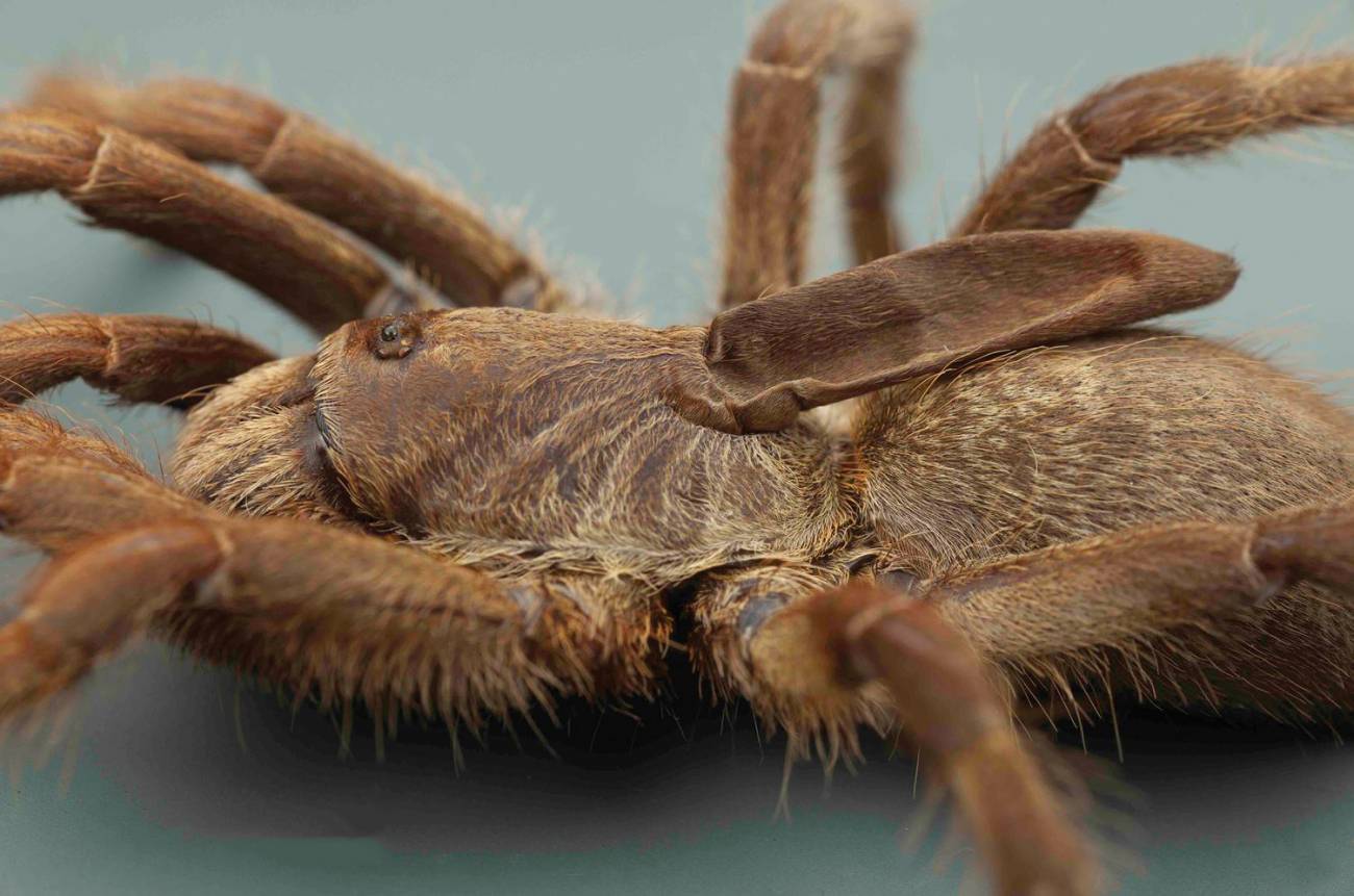 Hallada una nueva tarántula ‘unicornio’ en Angola