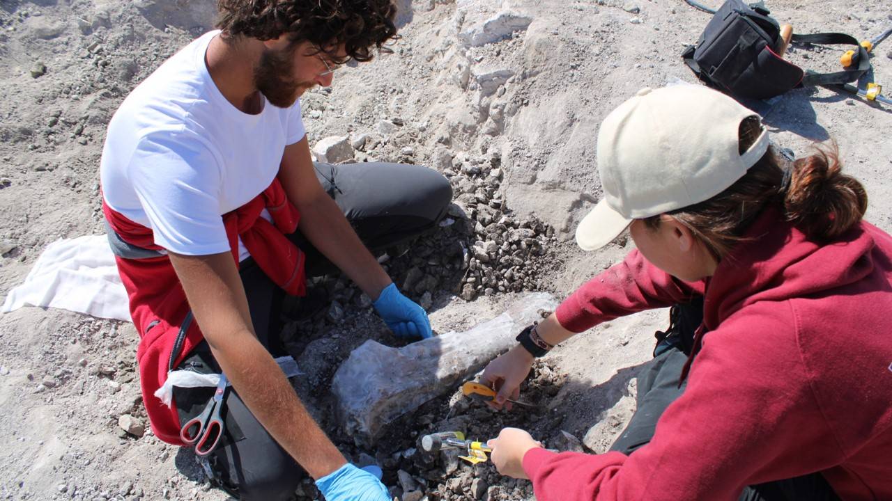 Proceso de excavación de los fósiles