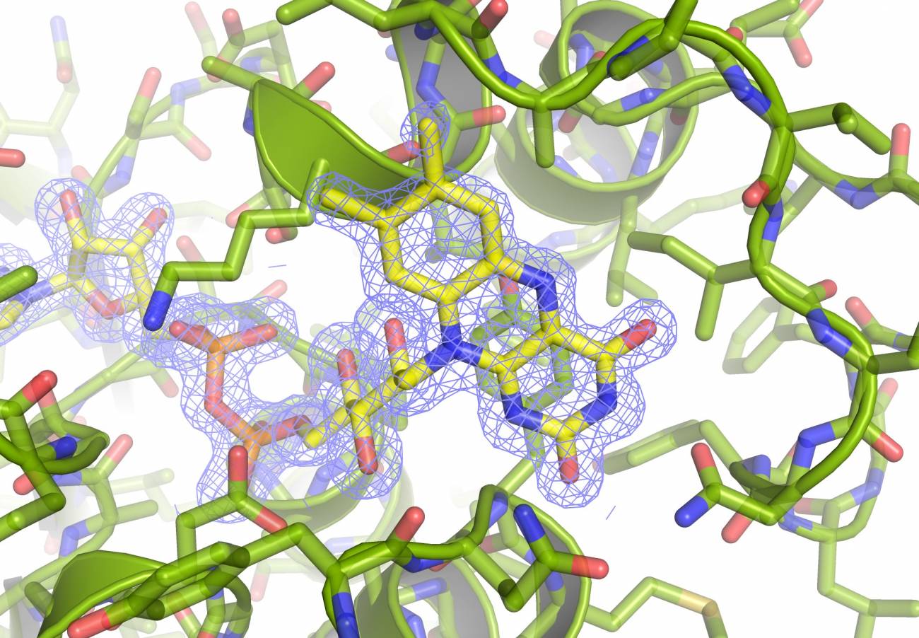 Primera evidencia de que algunas bacterias que viven en ambientes carentes de luz y oxígeno utilizan mecanismos metabólicos que se pensaba que eran exclusivos de los organismos que realizan la fotosíntesis