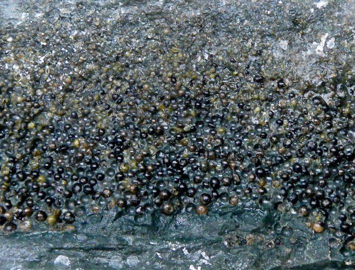 Hallados los restos más puros del mundo del meteorito de Chicxulub 