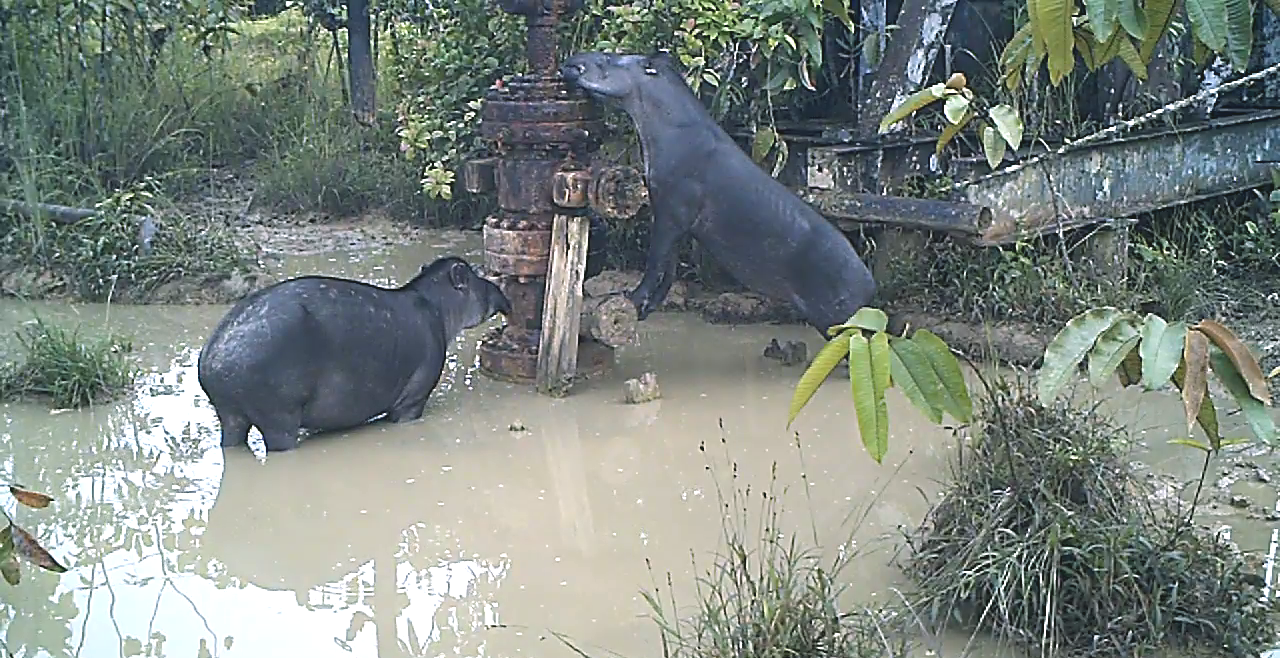 Animales salvajes en una zona contaminada.