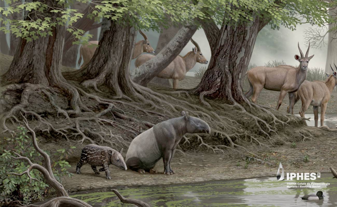primer plano una hembra de Tapirus arvernensis con su crí