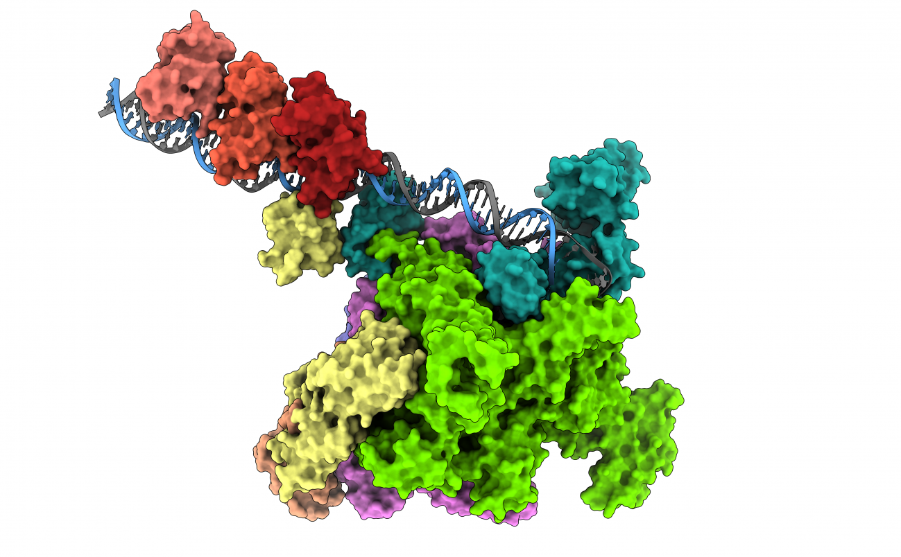 Hallan el mecanismo molecular que hace mortal al cólera