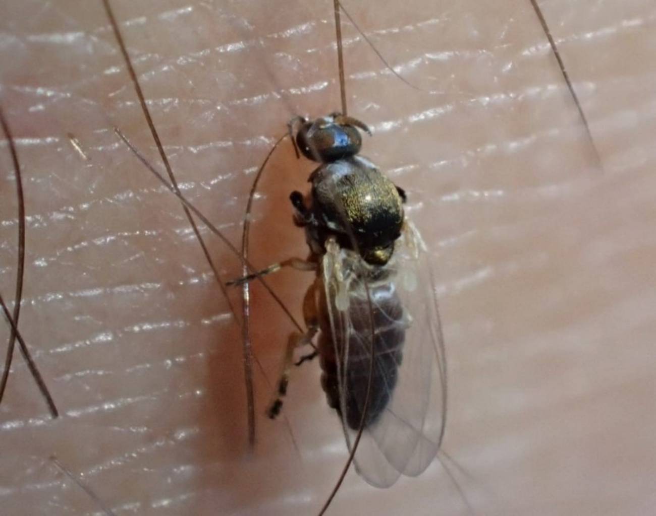 Hallan en Almería una especie nueva de mosca negra en Europa