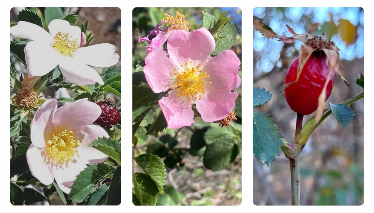 tres nuevas especies de rosas canarias