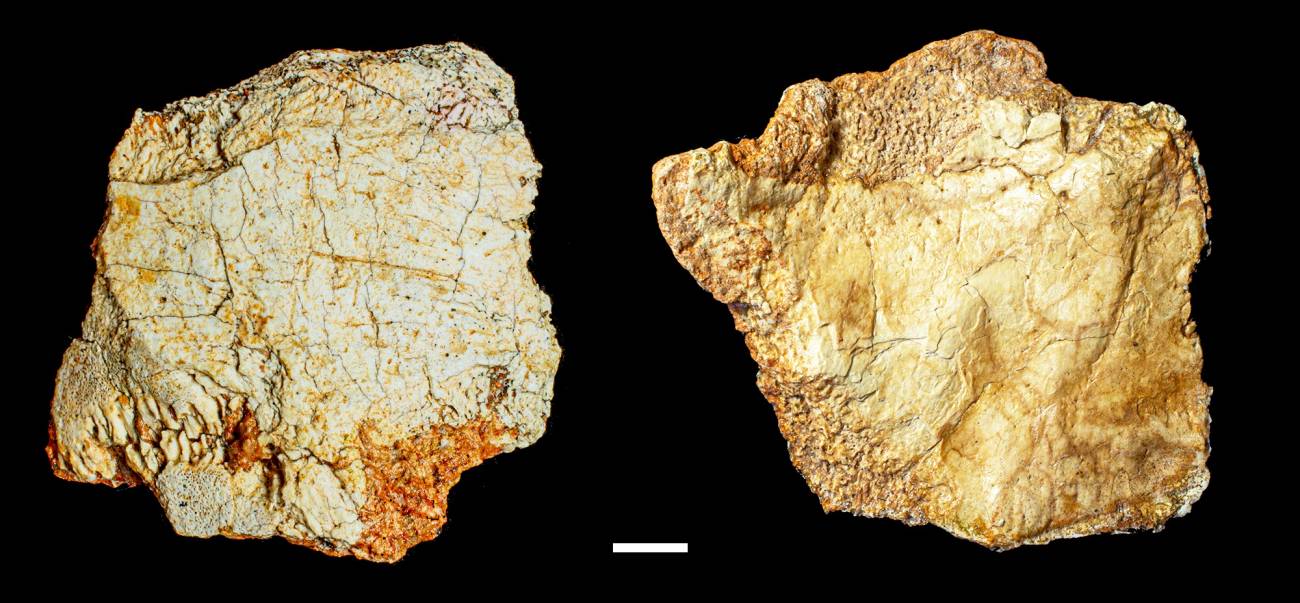 Hallan en el yacimiento de Ruidera un fósil craneal del género ‘Homo’ de 200 000 años 