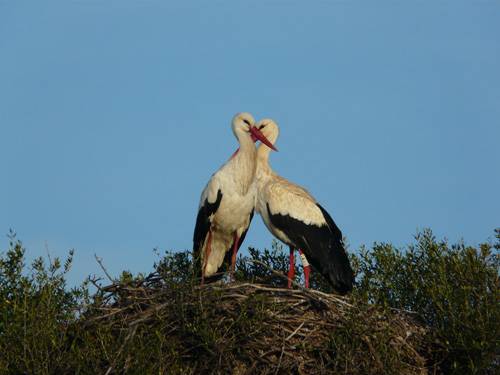 Cigüeñas de Doñana.