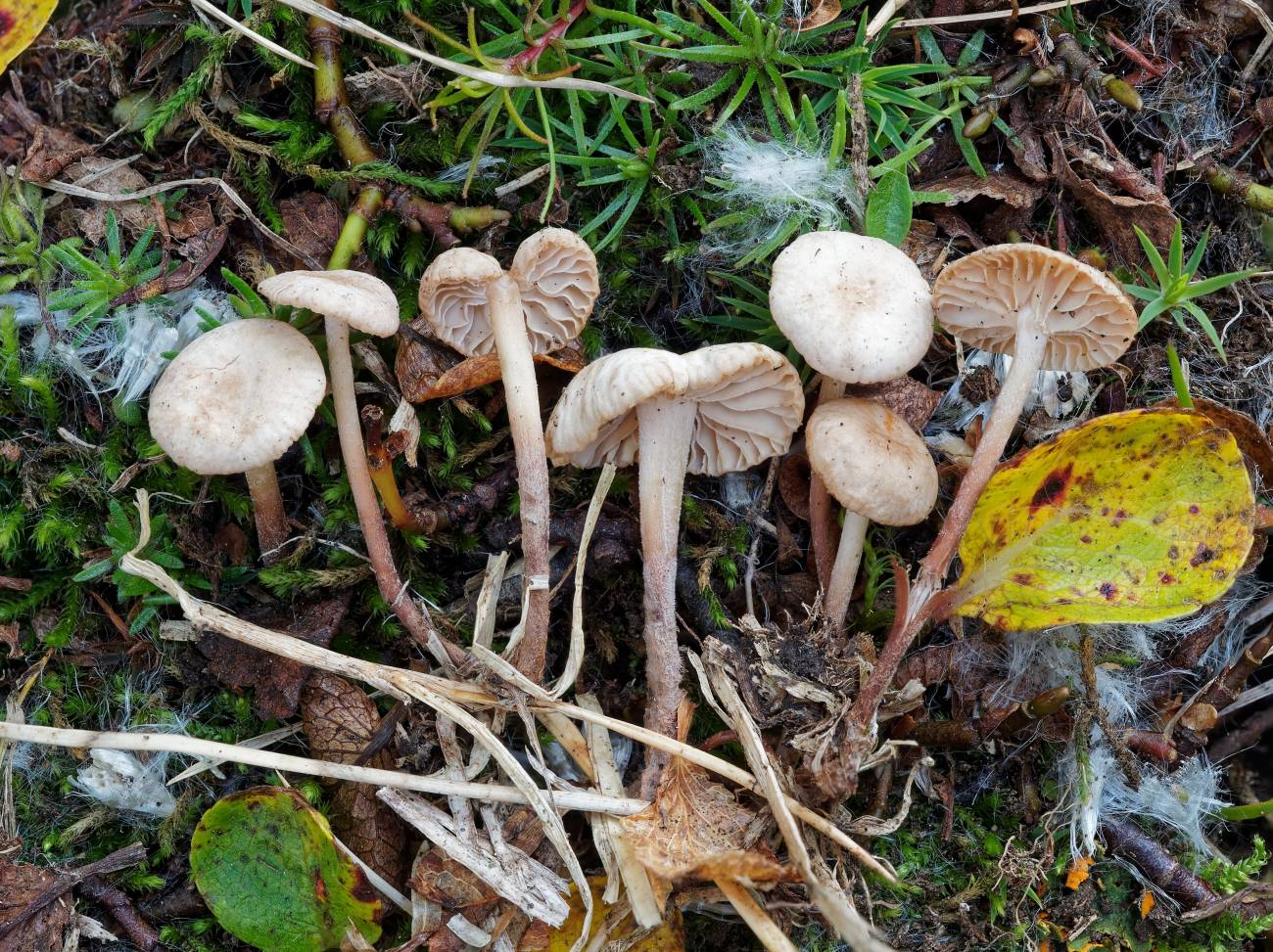 Hallan once nuevas especies de setas para la ciencia en Aragón