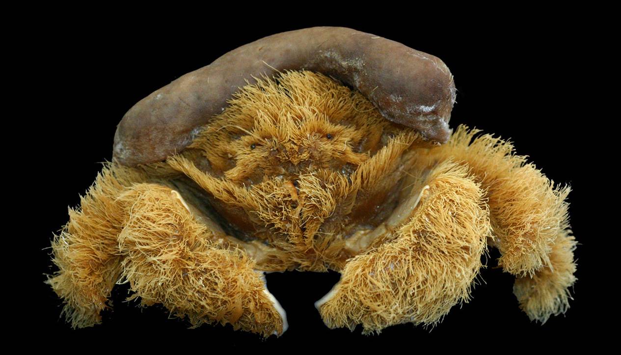 Hallan un cangrejo que usa esponjas como sombrero para protegerse de sus depredadores