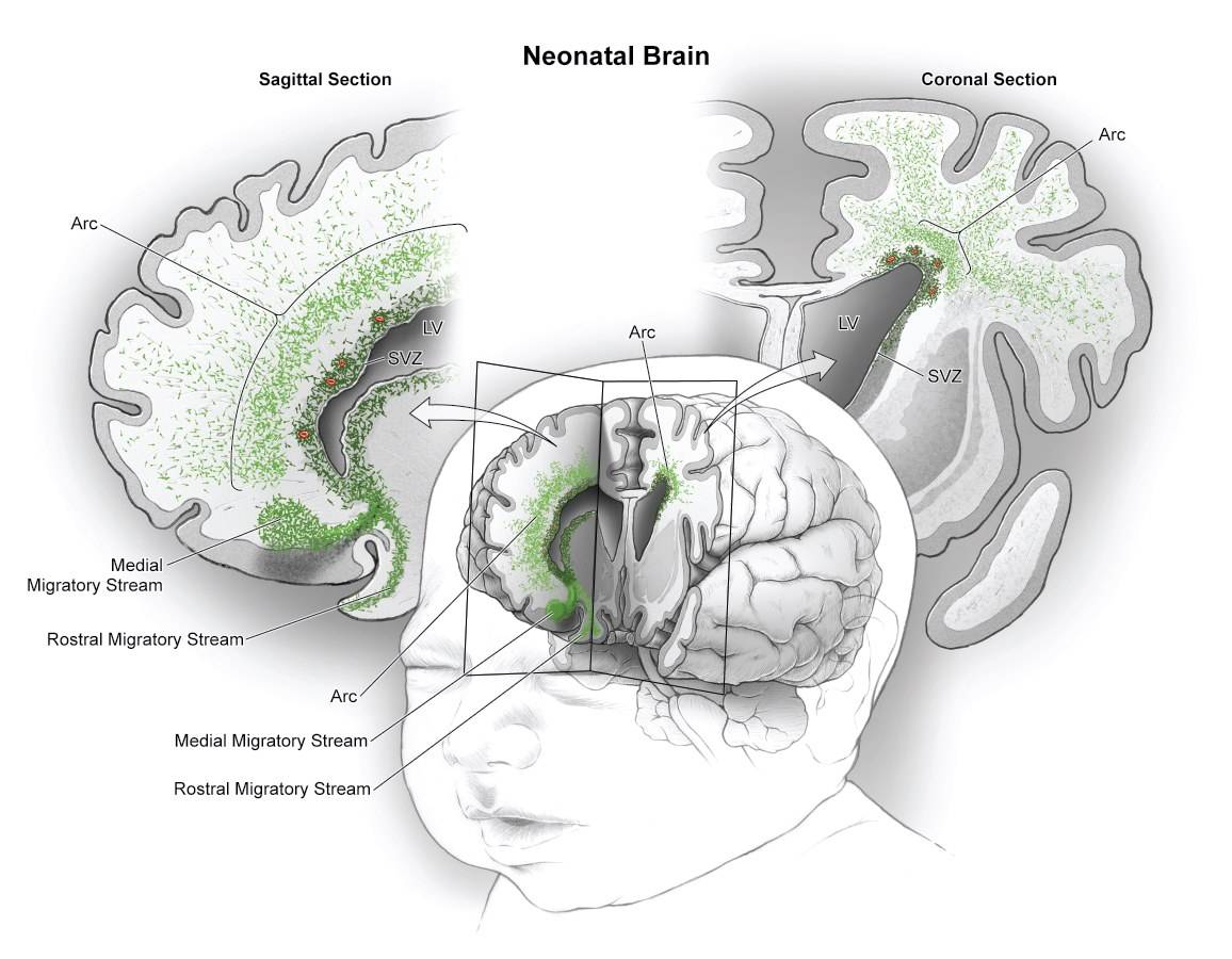 Hallan un posible origen de trastornos neurocognitivos 