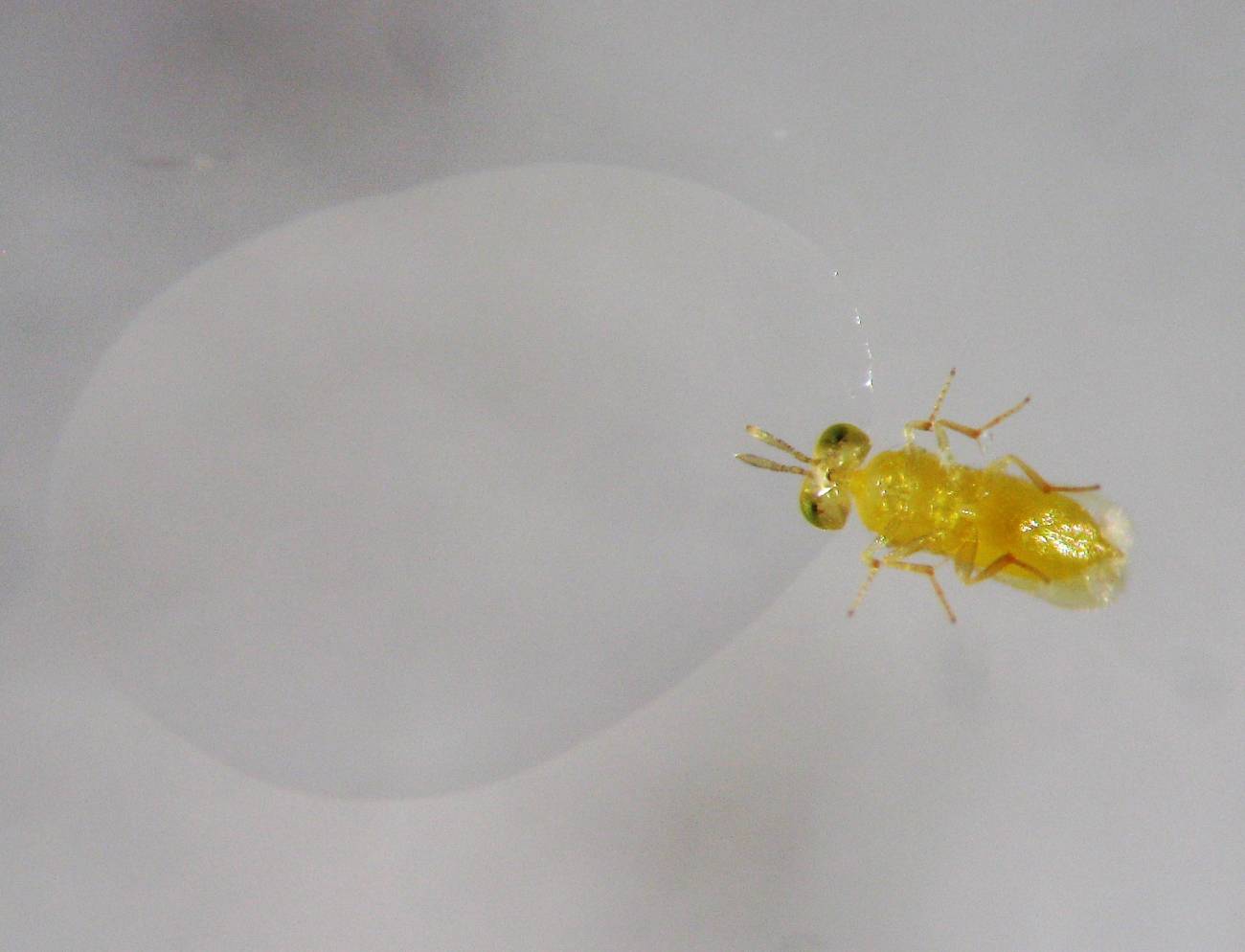 Hallan una nueva vía por la que los insecticidas matan a las especies polinizadoras