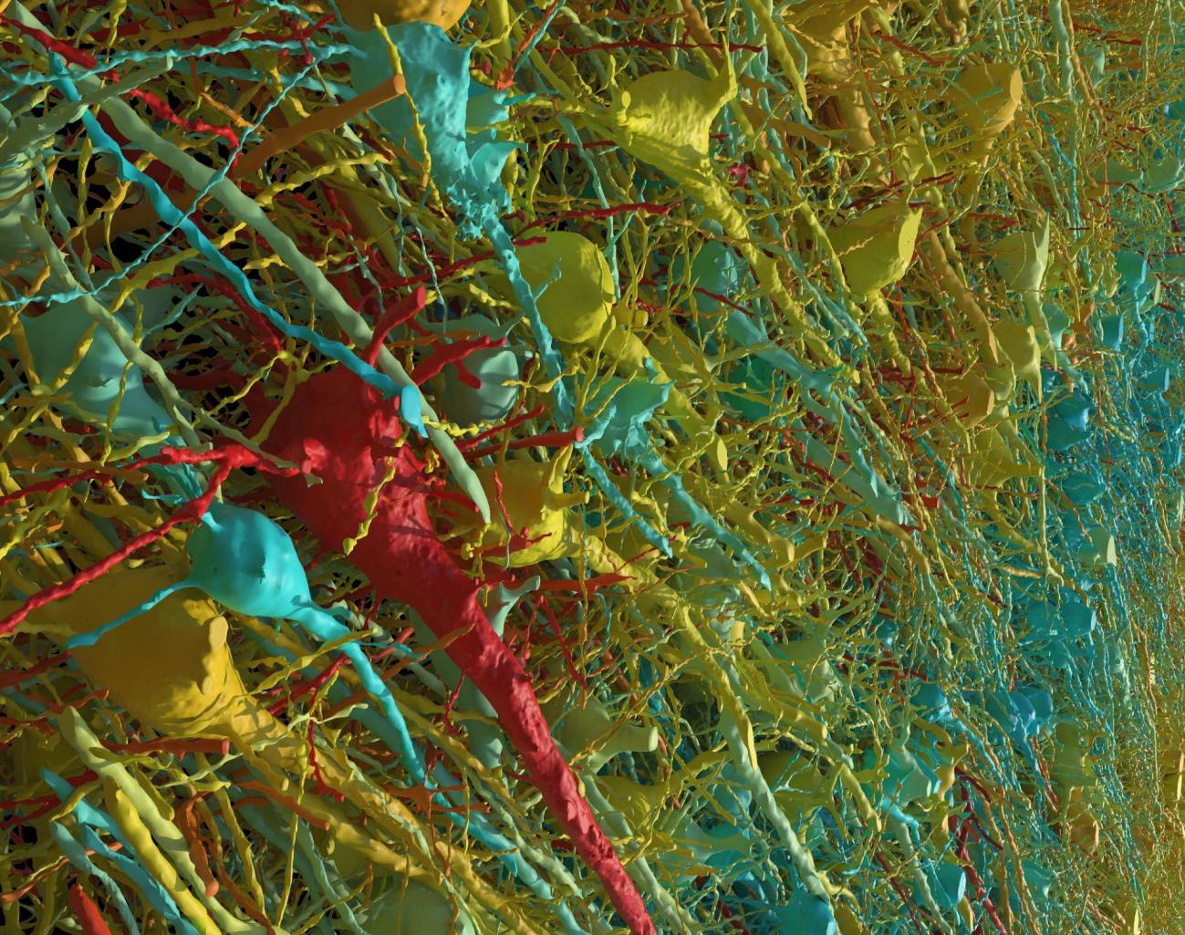 Neuronas excitadoras de una parte de la muestra de cerebro