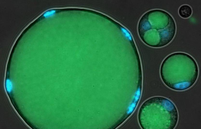 Herramientas genéticas permitirán estudiar el origen de los animales