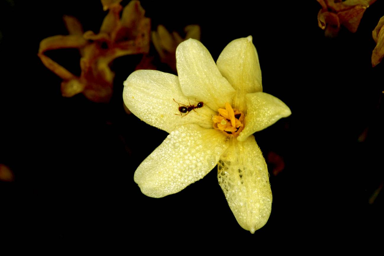 Híbridos de narcisos reclutan hormigas como polinizadores