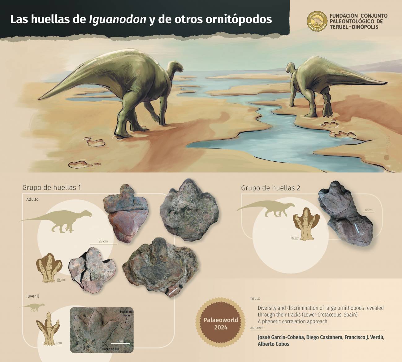 Huellas en Teruel revelan la locomoción cuadrúpeda del Iguanodon a lo largo de su desarrollo