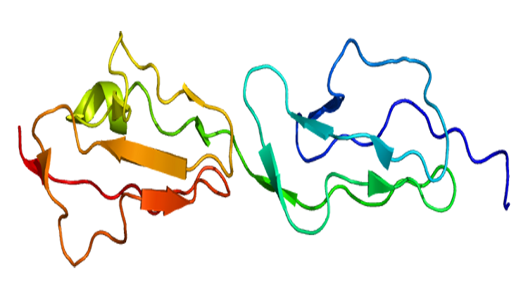 proteína CFHR1