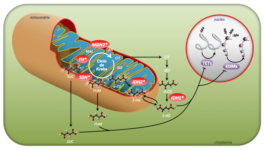 ciclo de Krebs - imagen CNIO