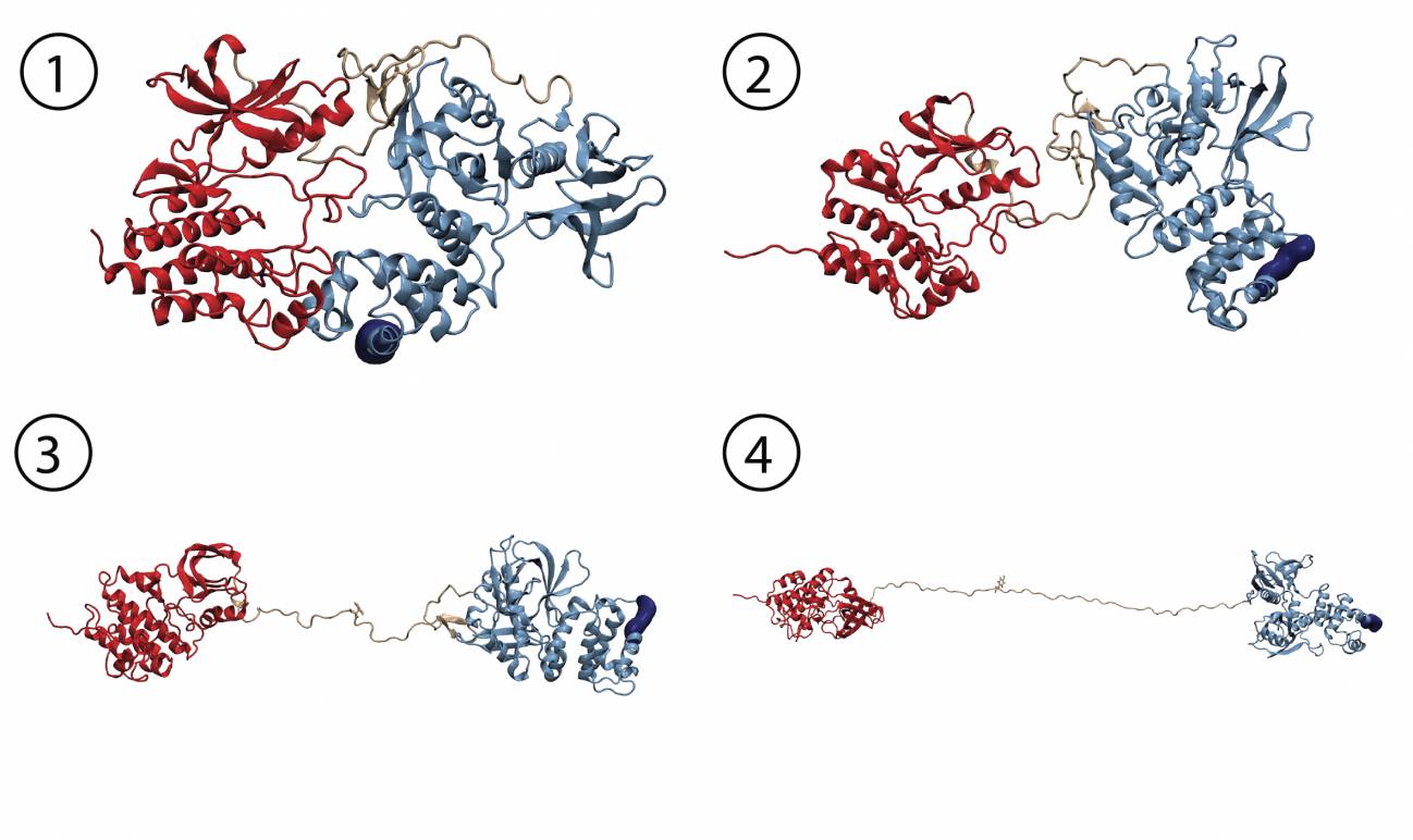 simulación de dinámica molecular