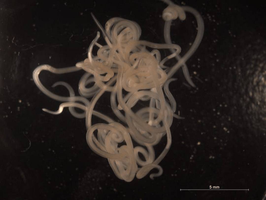 Identifican 28 nuevos alérgenos potenciales en los ‘Anisakis’
