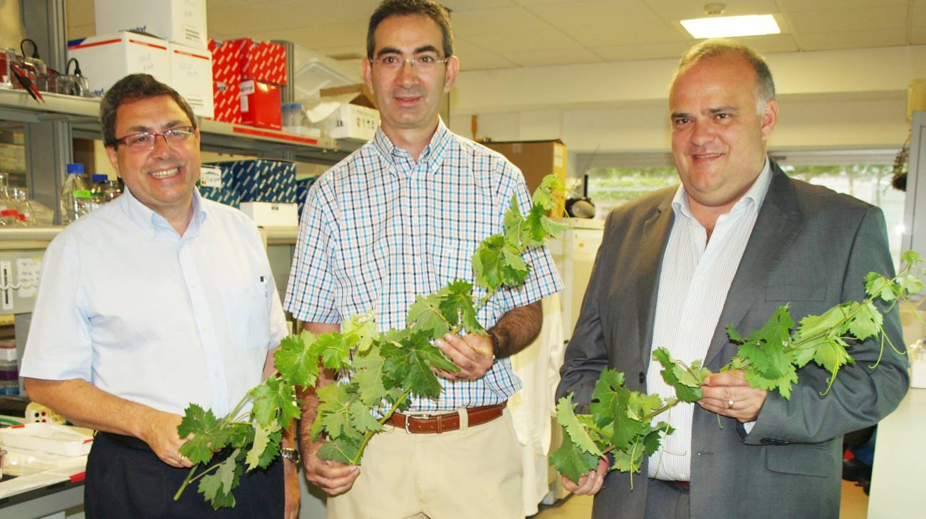 Identifican a los progenitores de la uva Tempranillo