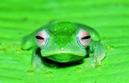 Boophis aff elenae / Foto: Miguel Vences